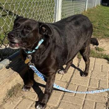 Bella -  Mixed Breed Dog for Adoption in Lansing, Michigan - Bella | PetCurious