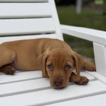Clementine -  Mixed Breed Dog for Adoption in Sarasota, Florida - Clementine | PetCurious
