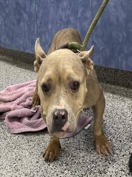 AMELIA -  Mixed Breed Dog for Adoption in Palmetto, Florida - AMELIA | PetCurious