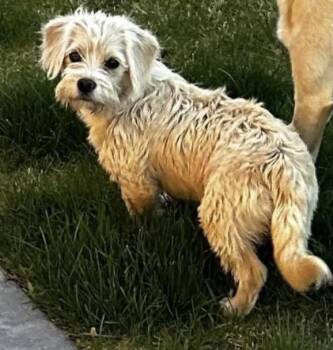 Miniature Poodle and Chihuahua Dogs Available for Adoption in Ephrata, Washington - April  | PetCurious