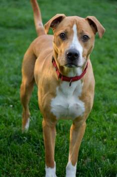 American Bulldog and Mixed Breed Dogs Available for Adoption in Indianapolis, Indiana - Atlas | PetCurious