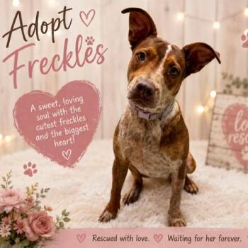 Freckles -  Australian Cattle Dog Blue Heeler Dog for Adoption in Williston, Vermont - Freckles | PetCurious