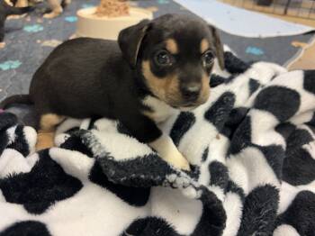 Rescue Chihuahua and Cocker Spaniel Dogs for Adoption in Sanford, North Carolina - Gerdi | PetCurious