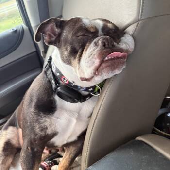 American Bulldog Dogs Available for Adoption - Cleo | PetCurious