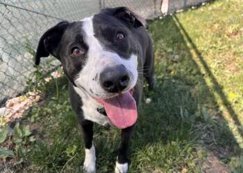 Border Collie and Mixed Breed Dogs Available for Adoption in Colorado Springs, Colorado - EMBER | PetCurious