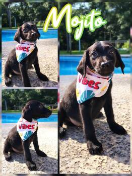Mojito -  Labradoodle Dog for Adoption in Melbourne, Florida - Mojito | PetCurious