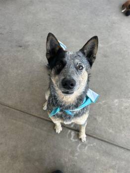 Australian Cattle Dog Blue Heeler Dogs Available for Adoption in Chula Vista, California - PIRILO | PetCurious