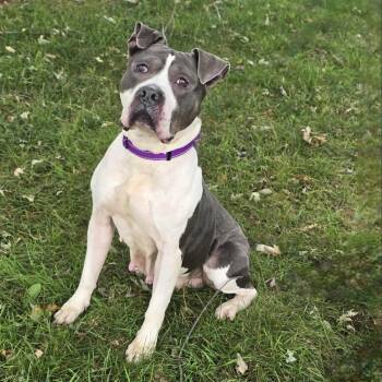 Rescue Pit Bull Terrier Dogs for Adoption in Waterloo, Iowa - Diamond | PetCurious