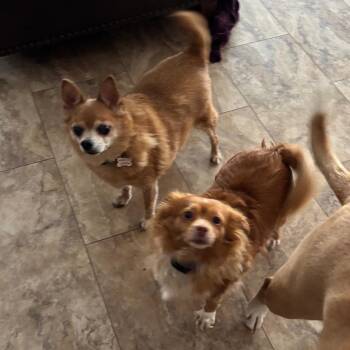 Chihuahua Dogs Available for Adoption in Tunkhannock, Pennsylvania - Hope | PetCurious