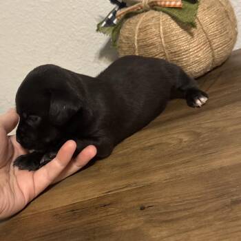 Pam -  Dachshund and Mixed Breed Dog for Adoption in Baton Rouge, Louisiana - Pam | PetCurious