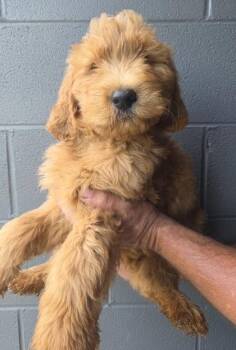 Twix -  Golden Retriever and Standard Poodle Dog for Adoption in Malvern, Pennsylvania - Twix | PetCurious