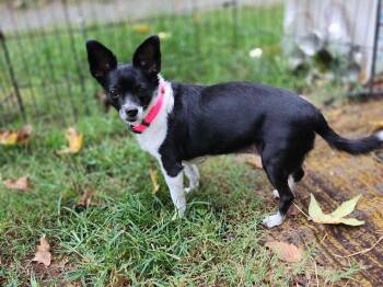 Sasha -  Chihuahua Dog for Adoption in Burlington, North Carolina - Sasha | PetCurious