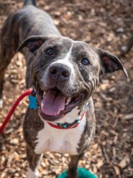 Mixed Breed Dogs Available for Adoption in Chamblee, Georgia - Tommy Tot | PetCurious