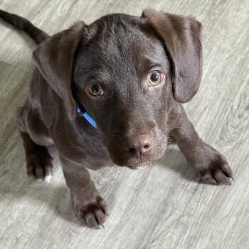 Hershey -  Dachshund and Chocolate Labrador Retriever Dog for Adoption in Vassalboro, Maine - Hershey | PetCurious