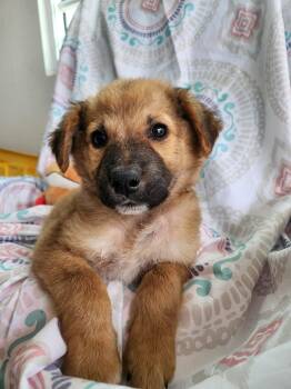 Shepherd and Labrador Retriever Dogs Available for Adoption - BOROLO - A Little Bear! | PetCurious