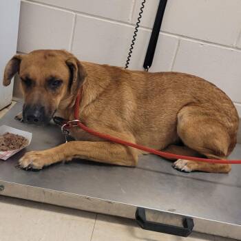 Georgia -  Mixed Breed Dog for Adoption in Lake Panasoffkee, Florida - Georgia | PetCurious