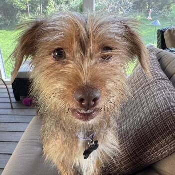 Lilly -  Mixed Breed Dog for Adoption in Madison, Wisconsin - Lilly | PetCurious