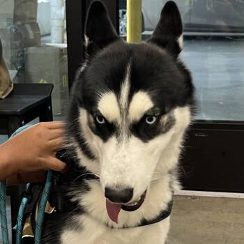 Zeus -  Husky Dog for Adoption in Tampa, Florida - Zeus | PetCurious