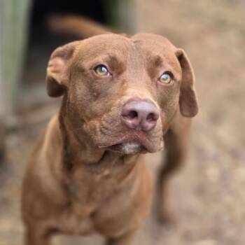 Labrador Retriever Dogs Available for Adoption - Rolo | PetCurious