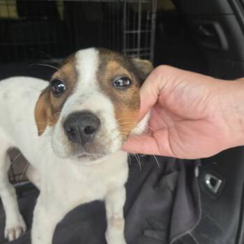 Australian Shepherd and Mixed Breed Dogs Available for Adoption in Brownsboro, Alabama - Sprite | PetCurious