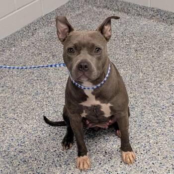 American Staffordshire Terrier Dogs Available for Adoption in Greenville, South Carolina - Lemonade | PetCurious