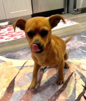 Chihuahua Dogs Available for Adoption in West Palm Beach, Florida - Nacho | PetCurious