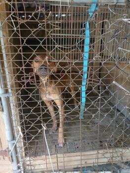 BOSS -  Plott Hound Dog for Adoption in Fort Lauderdale, Florida - BOSS | PetCurious