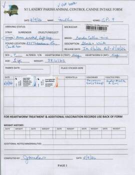 Border Collie Dogs Available for Adoption - Millie | PetCurious