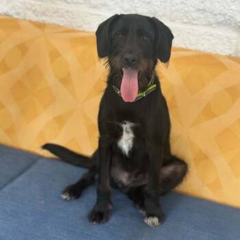 Dover -  Terrier Dog for Adoption in Bethel, Connecticut - Dover | PetCurious