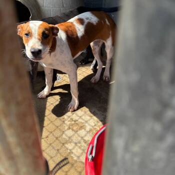 Bonnie -  Labrador Retriever Dog for Adoption in Clanton, Alabama - Bonnie | PetCurious