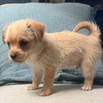 Terrier Dogs Available for Adoption in Las Vegas, Nevada - Feta | PetCurious