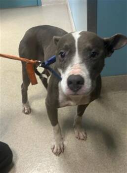 MISSY -  Hound and Mixed Breed Dog for Adoption in Newton, North Carolina - MISSY | PetCurious