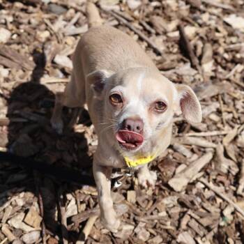 Chihuahua Dogs Available for Adoption in Briarcliff Manor, New York - Victor | PetCurious