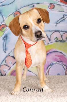 Conrad -  Beagle and Shepherd Dog for Adoption in Gilbert, Arizona - Conrad | PetCurious