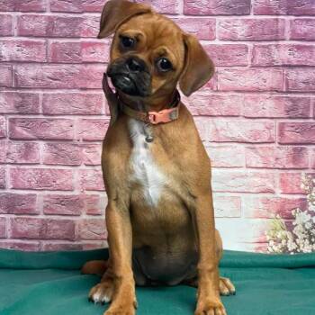 Dottie -  Mixed Breed Dog for Adoption in Fort Collins, Colorado - Dottie | PetCurious