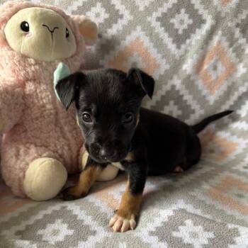 Shepherd Dogs Available for Adoption in Normal, Illinois - Manipur | PetCurious