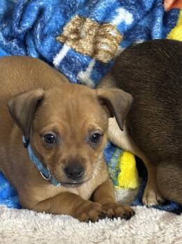Terrier Dogs Available for Adoption in Lakeland, Florida - Water - Rumor | PetCurious