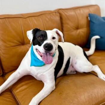 Pax Cutie Guy -  American Staffordshire Terrier and Pit Bull Terrier Dog for Adoption in Friendswood, Texas - Pax Cutie Guy | PetCurious