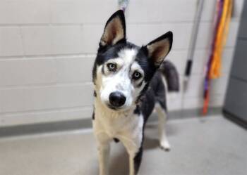 Rescue Siberian Husky Dogs for Adoption in Colorado Springs, Colorado - BIG BOY | PetCurious