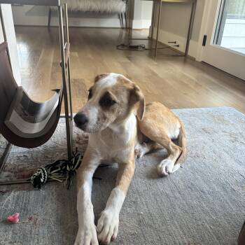 Paige -  German Shorthaired Pointer and Beagle Dog for Adoption in Humble, Texas - Paige | PetCurious