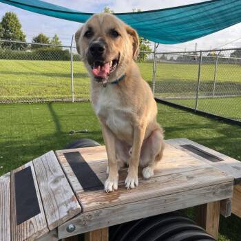 Archie-Scottie -  Great Pyrenees and Golden Retriever Dog for Adoption in La Grange, Kentucky - Archie-Scottie | PetCurious