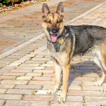 German Shepherd Dog Dogs Available for Adoption in St. Louis, Missouri - SHILOH | PetCurious