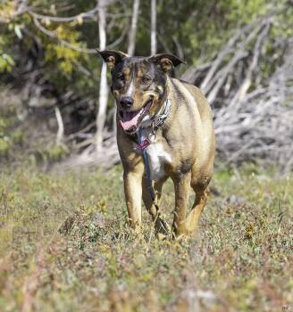 Rescue Shepherd Dogs for Adoption in New Washoe City, Nevada - Sonora | PetCurious
