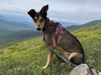 Rescue Husky Dogs for Adoption in Jefferson, New Hampshire - Tozi  (courtesy Post) | PetCurious