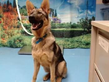 German Shepherd Dog and Mixed Breed Dogs Available for Adoption in Moreno Valley, California - A551208 | PetCurious