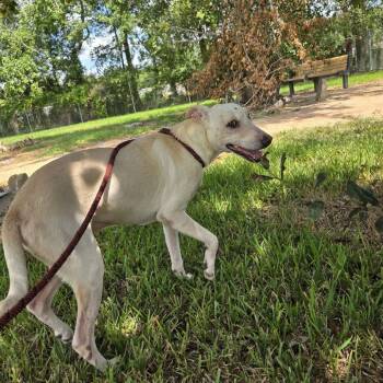 Sweet Boy -  Shepherd and Mixed Breed Dog for Adoption in Beaumont, Texas - Sweet Boy | PetCurious