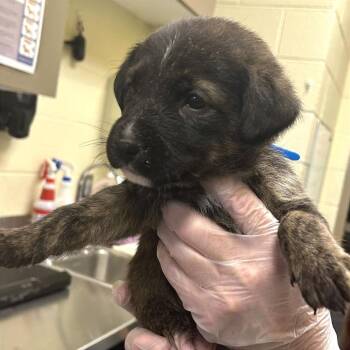 Great White -  Mixed Breed Dog for Adoption in Asheville, North Carolina - Great White | PetCurious