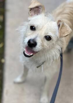 Cairn Terrier and Terrier Dogs Available for Adoption - Shelby | PetCurious