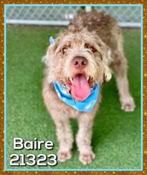 BAIRE -  Labradoodle Dog for Adoption in Marietta, Georgia - BAIRE | PetCurious