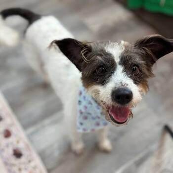 Jack Russell Terrier and Rat Terrier Dogs Available for Adoption in Friendswood, Texas - Ellie Swan | PetCurious